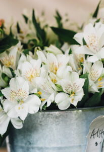 Cách Chọn Hoa Tặng Sinh Nhật Người Lớn Tuổi